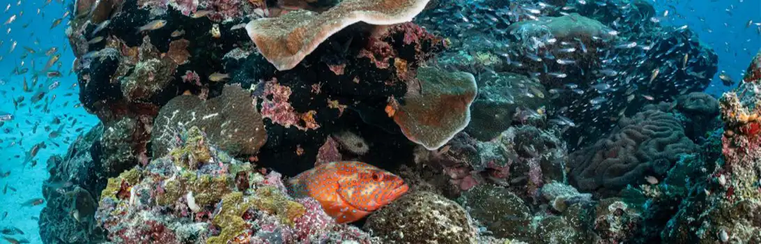 Palau Manuk