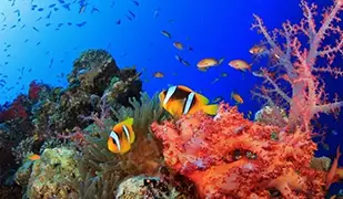 Imagen de Mar Rojo