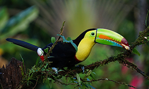 immagine di Costa Rica