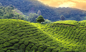 Malasia