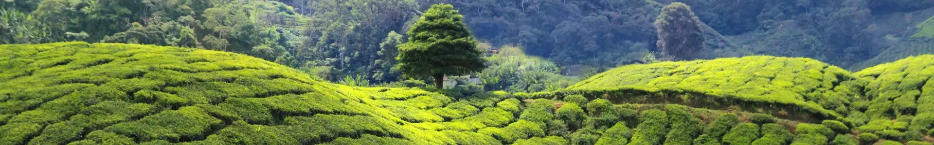 Malasia